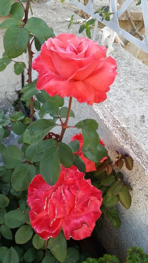 Guesthouse Rondo Himarë Dış mekan fotoğraf