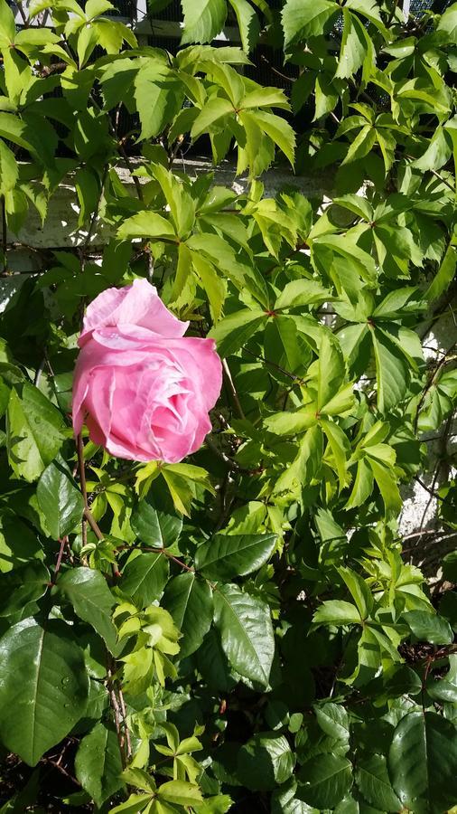 Guesthouse Rondo Himarë Dış mekan fotoğraf